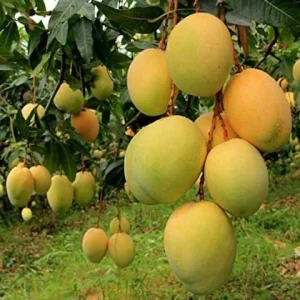 আম